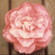 Elise Winter